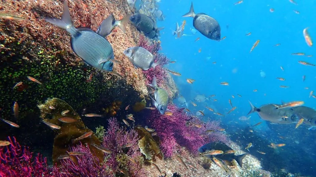 Fondo marino rocoso de las Rías Baixas con sargos y gorgonias