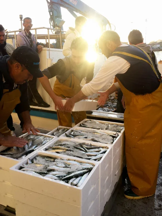 Pescadores descargando cajas de pescado fresco en la lonja de Vigo al amanecer