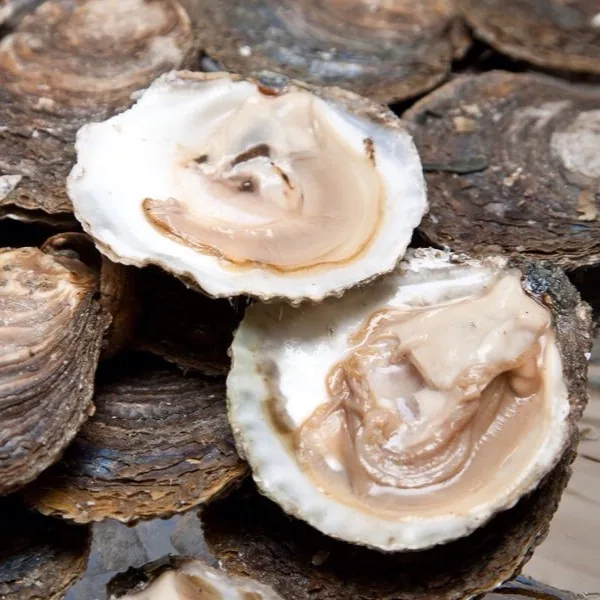 Ostra gallega